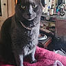 Loki joined the competition — help win amazing prizes! cat, gray_cat, pet, animal, sitting, portrait, whiskers, ears, eyes, collar, blanket, pink_blanket, indoor, home, bedroom, furniture, mirror, bottles, smartphone_screenshot, snapchat_interface