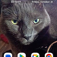 Loki is registered to the contest to win money with this photo: cat, gray_cat, animal, pet, portrait, close_up, face, eyes, whiskers, fur, indoor, smartphone, home_screen, wallpaper, weather_widget, app_icons, technology, digital_image, black_background, serious_expression