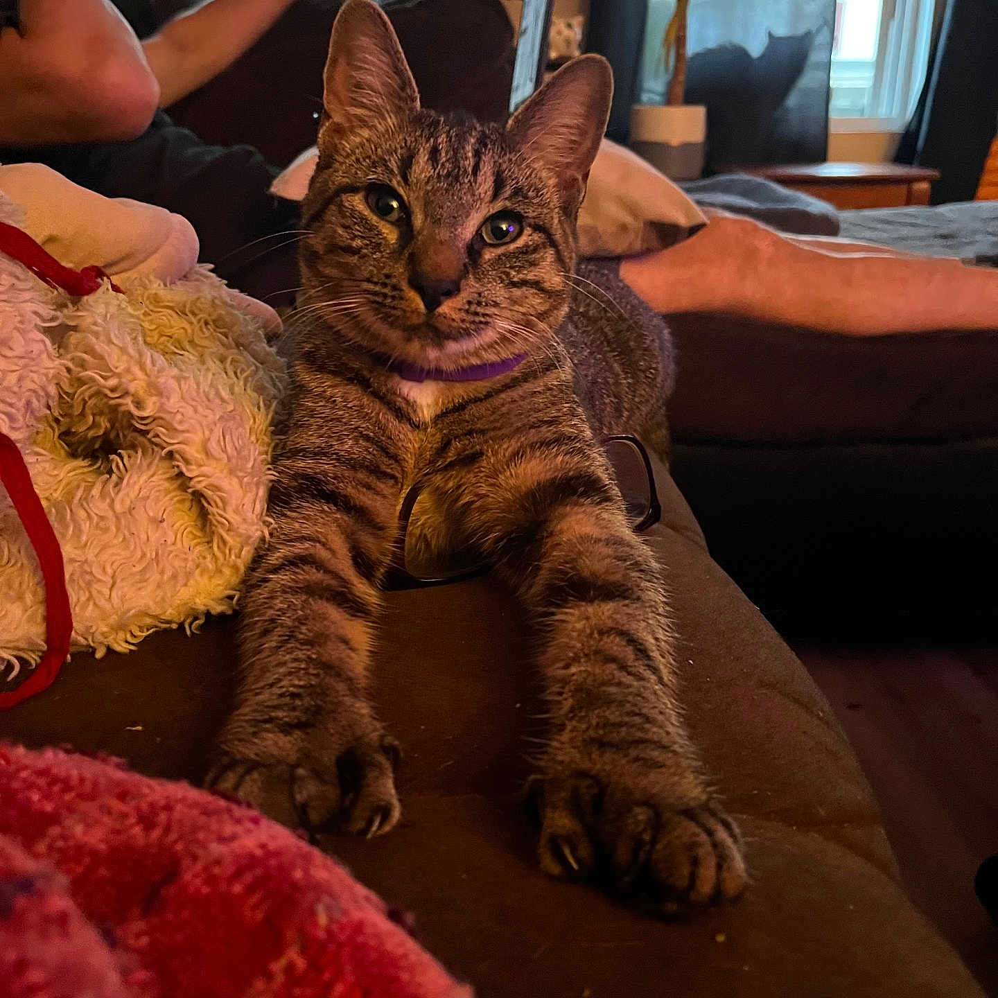 Athena joined the competition — help win amazing prizes! cat, tabby_cat, pet, animal, portrait, close_up, sitting, lying_down, paws, whiskers, ears, purple_collar, glasses, couch, blanket, living_room, people, window, houseplant, indoor
