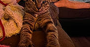Athena joined the competition — help win amazing prizes! cat, tabby_cat, pet, animal, face, whiskers, ears, striped_fur, brown_fur, glasses, paws, sitting, lounging, sofa, couch, blanket, person, living_room, houseplant, window