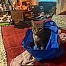 Athena joined the competition — help win amazing prizes! cat, tabby_cat, pet, animal, sitting, shopping_bag, blue_bag, bed, bedroom, red_blanket, blanket, cozy_room, indoor, lamp, dresser, cosmetics, fan, window, clutter, portrait