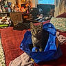 Athena is registered to the contest to win money with this photo: cat, tabby_cat, pet, animal, sitting, blue_bag, shopping_bag, bedroom, bed, blanket, pillow, furniture, lamp, fan, window, indoor, cozy, portrait, striped_fur, household_items