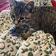 Athena is registered to the contest to win money with this photo: cat, kitten, tabby, feline, pet, animal, indoors, cozy, blanket, bedding, cuddly, relaxed, lying_down, whiskers, ears, fur, striped, brown, close_up, portrait