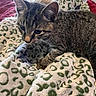 cat, kitten, tabby, feline, pet, animal, indoors, cozy, blanket, bedding, cuddly, relaxed, lying_down, whiskers, ears, fur, striped, brown, close_up, portrait
