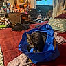 cat, tabby_cat, pet, animal, blue_bag, shopping_bag, bedroom, bed, blanket, pillow, red_bedding, cluttered_room, home_interior, dresser, cosmetics, lamp, fan, window, indoor, portrait