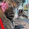 Freya joined the competition — help win amazing prizes! cat, tabby, fluffy, long_hair, pet, pink_harness, pearl_necklace, red_leash, green_eyes, whiskers, pointed_ears, furry, sitting, outdoor, patio, tile_floor, home, sunlight, portrait, fashionable