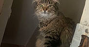 Freya joined the competition — help win amazing prizes! cat, fluffy, long_hair, tabby, gray, animal, pet, feline, sitting, indoors, doorway, stairwell, shadow, portrait, looking_at_camera, whiskers, ears, fur, household, photograph