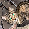 Freya joined the competition — help win amazing prizes! cat, tabby_cat, fluffy, pet, animal, green_eyes, whiskers, ears, fur, pearl_necklace, collar, blanket, cozy, indoor, holiday, fairy_lights, christmas_decor, guitar, portrait, relaxed