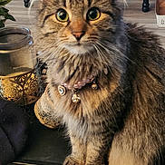 Freya joined the competition — help win amazing prizes! cat, long_hair, fluffy, tabby, brown_fur, golden_eyes, sitting, collar, bell, jewelry, indoors, portrait, pet, whiskers, ears, paws, furniture, candle_holder, home, close_up