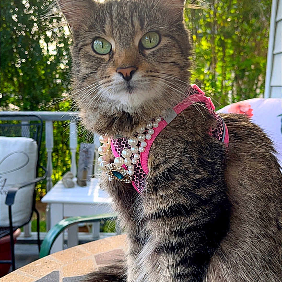 Freya is registered to the contest to win money with this photo: cat, tabby_cat, pet, animal, portrait, sitting, outdoor, patio, harness, pink, pearl_necklace, jewelry, long_hair, whiskers, green_eyes, striped_fur, table, outdoor_furniture, trees, sunlight