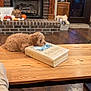 Gunner is registered to the contest to win money with this photo: puppy, dog, table, bible, book, fireplace, brick, wood_floor, wood_table, living_room, decorations, pumpkins, cozy, indoor, resting, sleeping, pet, home, furniture, autumn