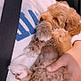 Gunner is registered to the contest to win money with this photo: puppy, dog, sleeping, curly_fur, hand, white_sweatshirt, seatbelt, car_interior, cozy, cute, pet, fur, resting, holding, pink_shorts, animal, young_dog, relaxed, cuddly, indoor