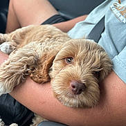 Gunner joined the competition — help win amazing prizes! puppy, dog, pet, sleepy, fluffy, car, human_arm, relaxed, cute, furry, companionship, closeup, transportation, domestic_animal, animal, portrait, comfort, travel, resting, young_dog