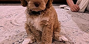 Gunner joined the competition — help win amazing prizes! puppy, dog, curly_fur, carpet, indoor, brown_leather_couch, person, blue_shirt, home, cute, pet, sitting, relaxed, furniture, cozy, animal, companion, portrait, young_dog, domestic