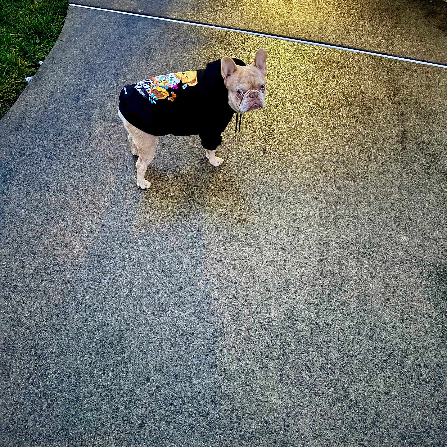 Olympic is registered to the contest to win money with this photo: clothing, cute, dog, evening, french_bulldog, grass, hoodie, lonely_subject, looking_back, outdoors, pavement, pet, portrait, reflection, sidewalk, small_dog, stare, streetlight, urban, wet_pavement