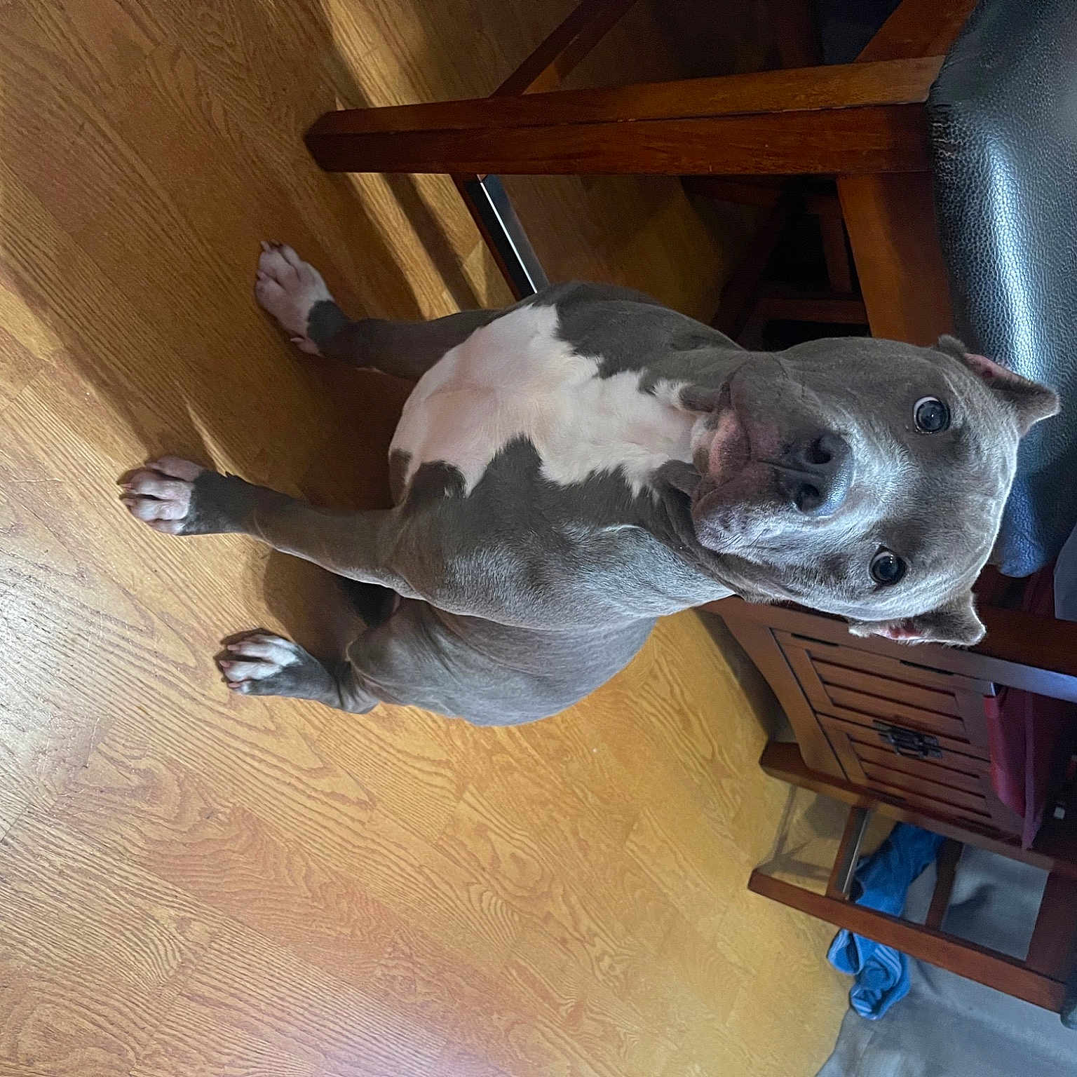 Katara joined the competition — help win amazing prizes! canidae, carnivore, dog_breed, fawn, flooring, hardwood, laminate_flooring, mammal, plaster, plywood, room, snout, sporting_group, tail, varnish, vertebrate, wood, wood_flooring, wood_stain, working_animal