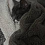 Miniş participe au concours pour gagner de l'argent avec cette photo : animal, blanket, cat, closeup, comfort, cozy, fur, gray_cat, home, indoor, nap, peaceful, pet, relaxation, resting, sleeping, snuggled, soft_texture, warm, white_paw