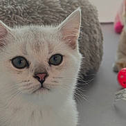 Silver is registered to the contest to win money with this photo: kitten, cat, pet, close_up, fluffy, white_fur, grey_fur, whiskers, ears, paws, indoor, toy, cushion, soft, cute, animal, resting, curious, young, feline