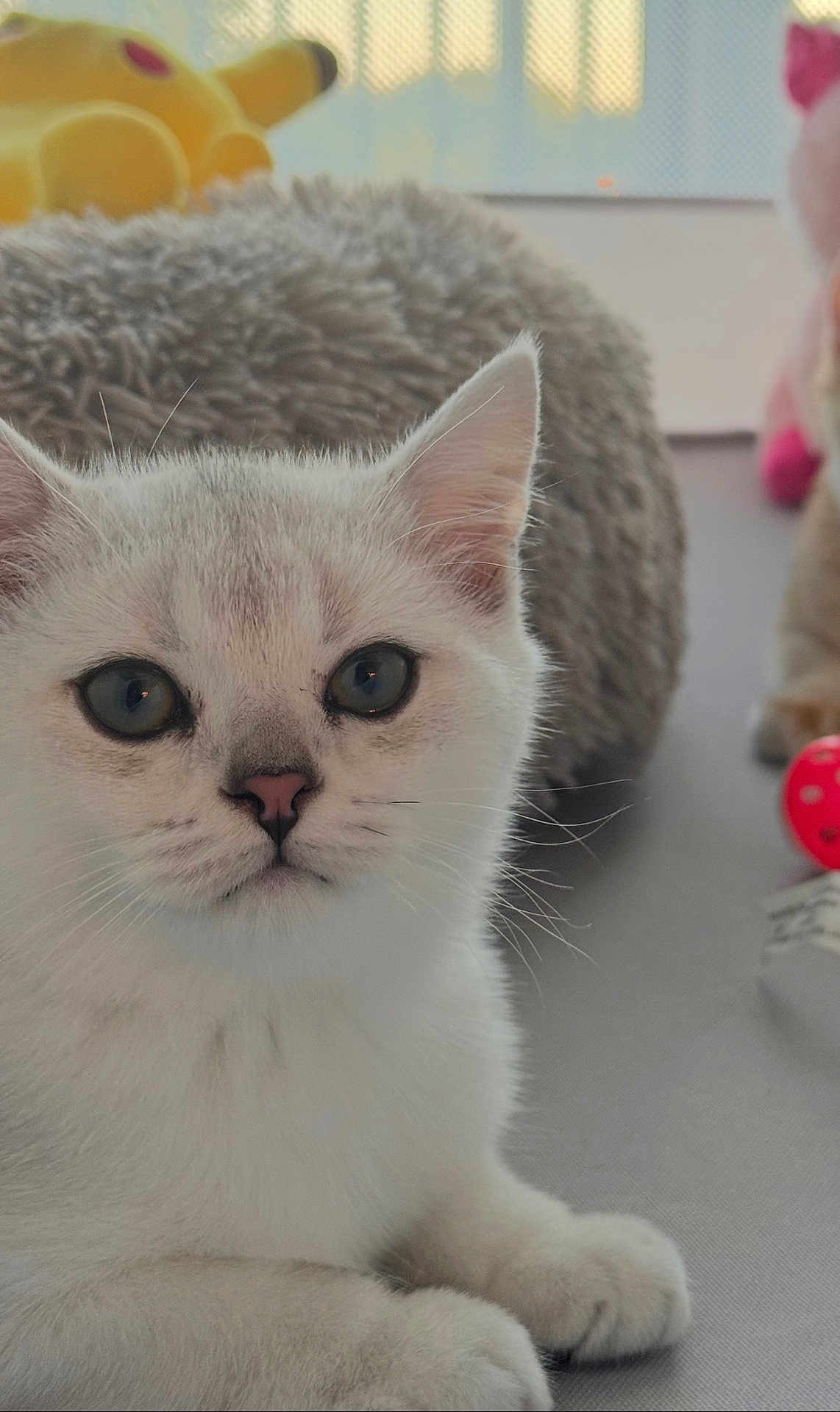Silver is registered to the contest to win money with this photo: kitten, cat, pet, close_up, fluffy, white_fur, grey_fur, whiskers, ears, paws, indoor, toy, cushion, soft, cute, animal, resting, curious, young, feline