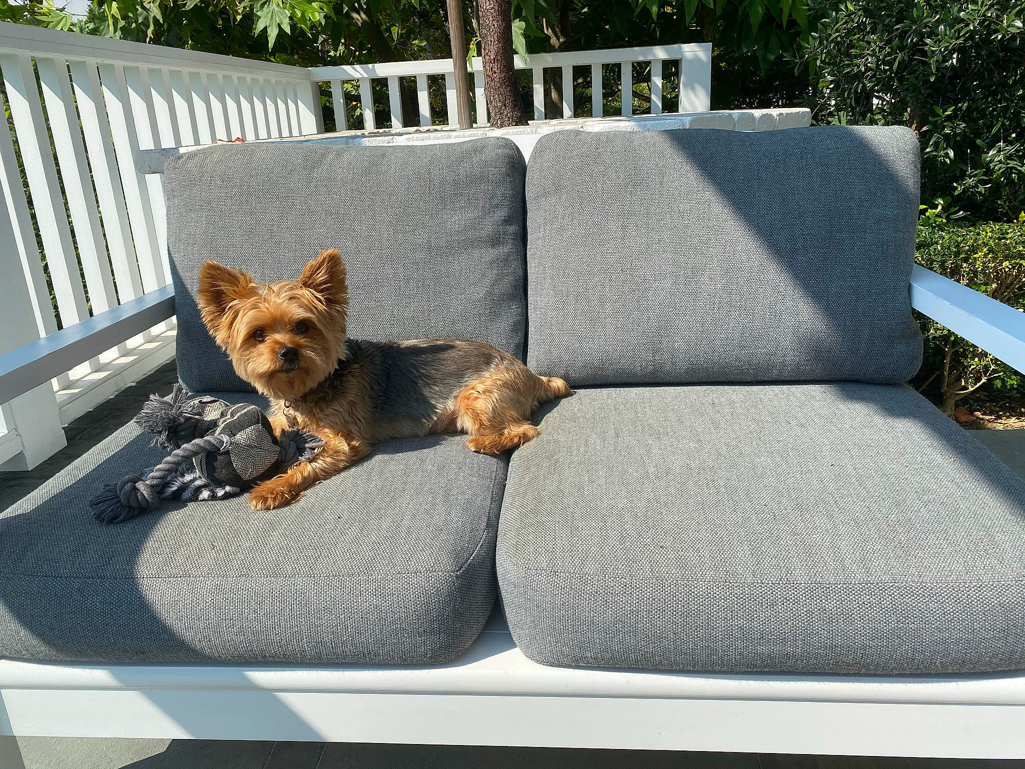 Stewie joined the competition — help win amazing prizes! armrest, canidae, carnivore, companion_dog, couch, dog, dog_breed, dog_supply, fence, home_accessories, home_fencing, liver, outdoor_furniture, outdoor_sofa, pet_supply, shade, small_terrier, sporting_group, studio_couch, working_dog