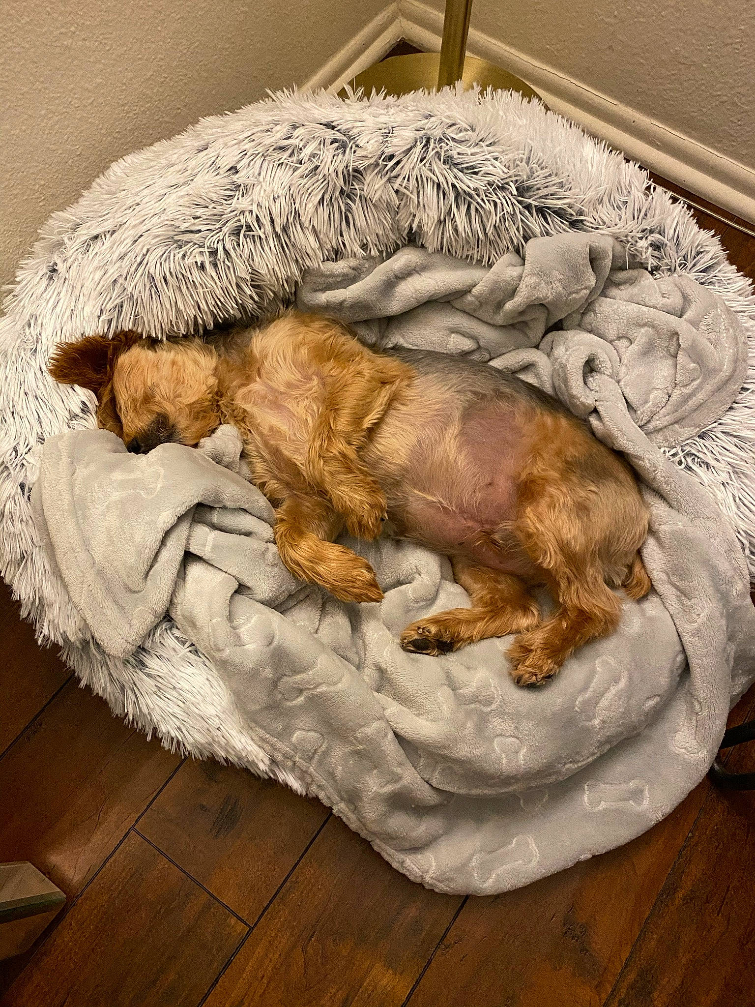 Stewie joined the competition — help win amazing prizes! canidae, companion_dog, dog_bed, dog_breed, fur, hardwood, laminate_flooring, liver, nap, sleep, wood, wood_flooring, wood_stain