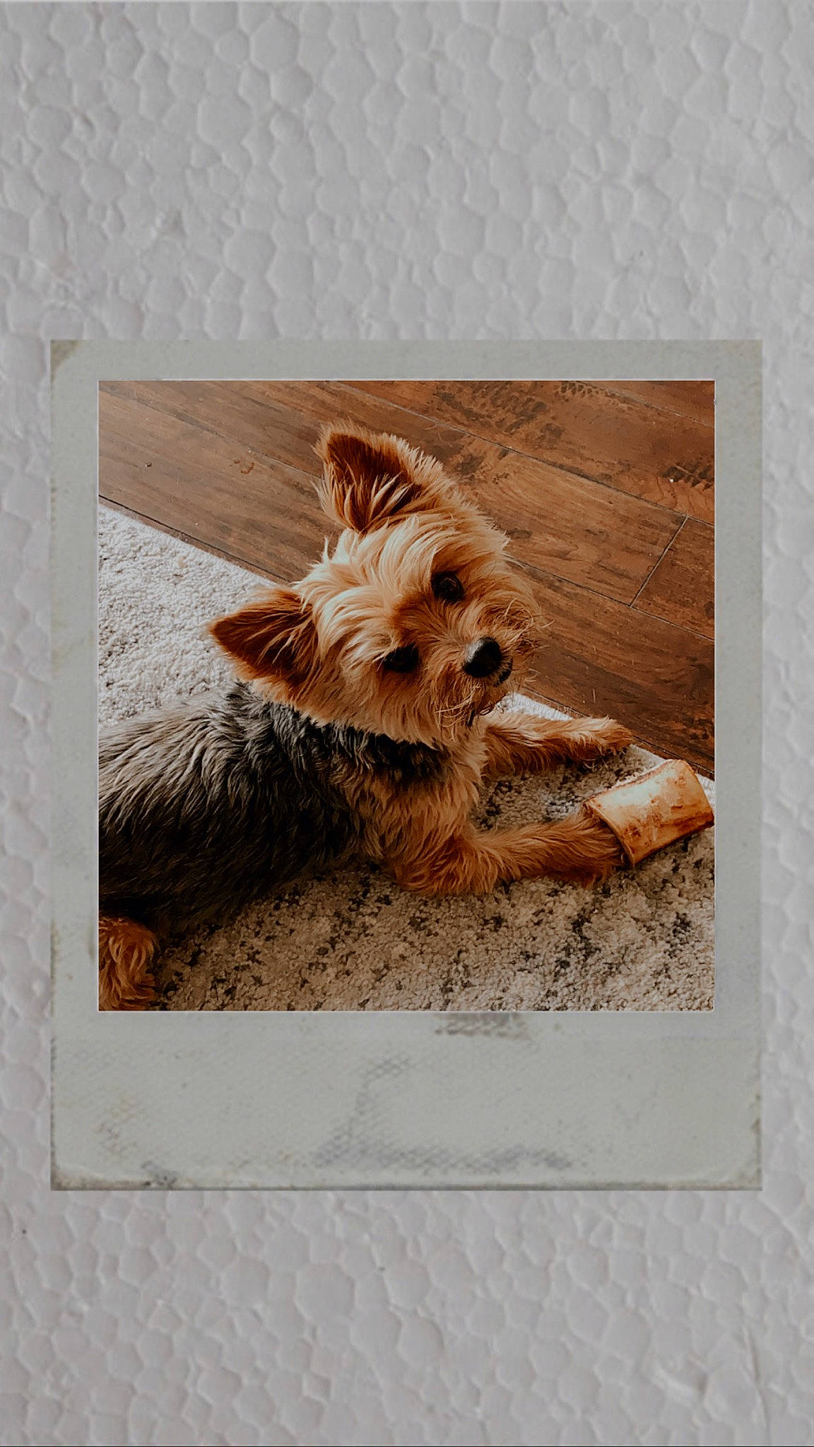 Stewie is registered to the contest to win money with this photo: australian_silky_terrier, australian_terrier, beige, brown, canidae, carnivore, companion_dog, dog, dog_breed, dog_supply, fawn, liver, non_sporting_group, norwich_terrier, small_terrier, sporting_group, terrier, toy_dog, wood, wood_stain