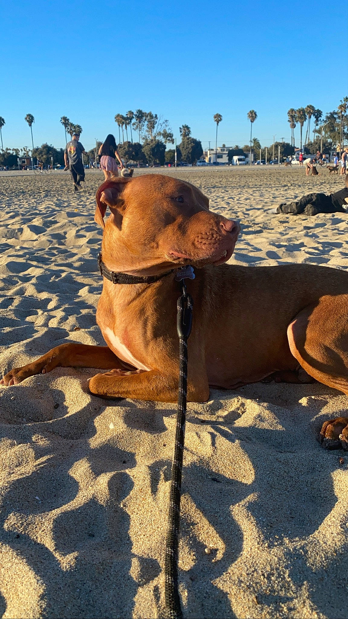 Cairo is registered to the contest to win money with this photo: beach, canidae, carnivore, collar, companion_dog, dog, dog_breed, fawn, human, leash, people_on_beach, pet_supply, sand, shade, shadow, snout, sporting_group, summer, vacation, working_animal