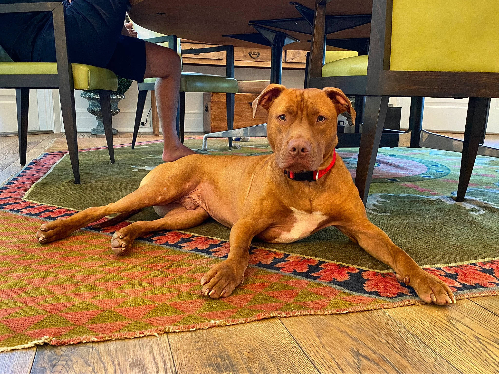 Cairo joined the competition — help win amazing prizes! canidae, carnivore, carpet, companion_dog, dog, dog_breed, fawn, floor, flooring, guard_dog, laminate_flooring, liver, mat, snout, sporting_group, varnish, wood_flooring, wood_stain, working_animal, working_dog