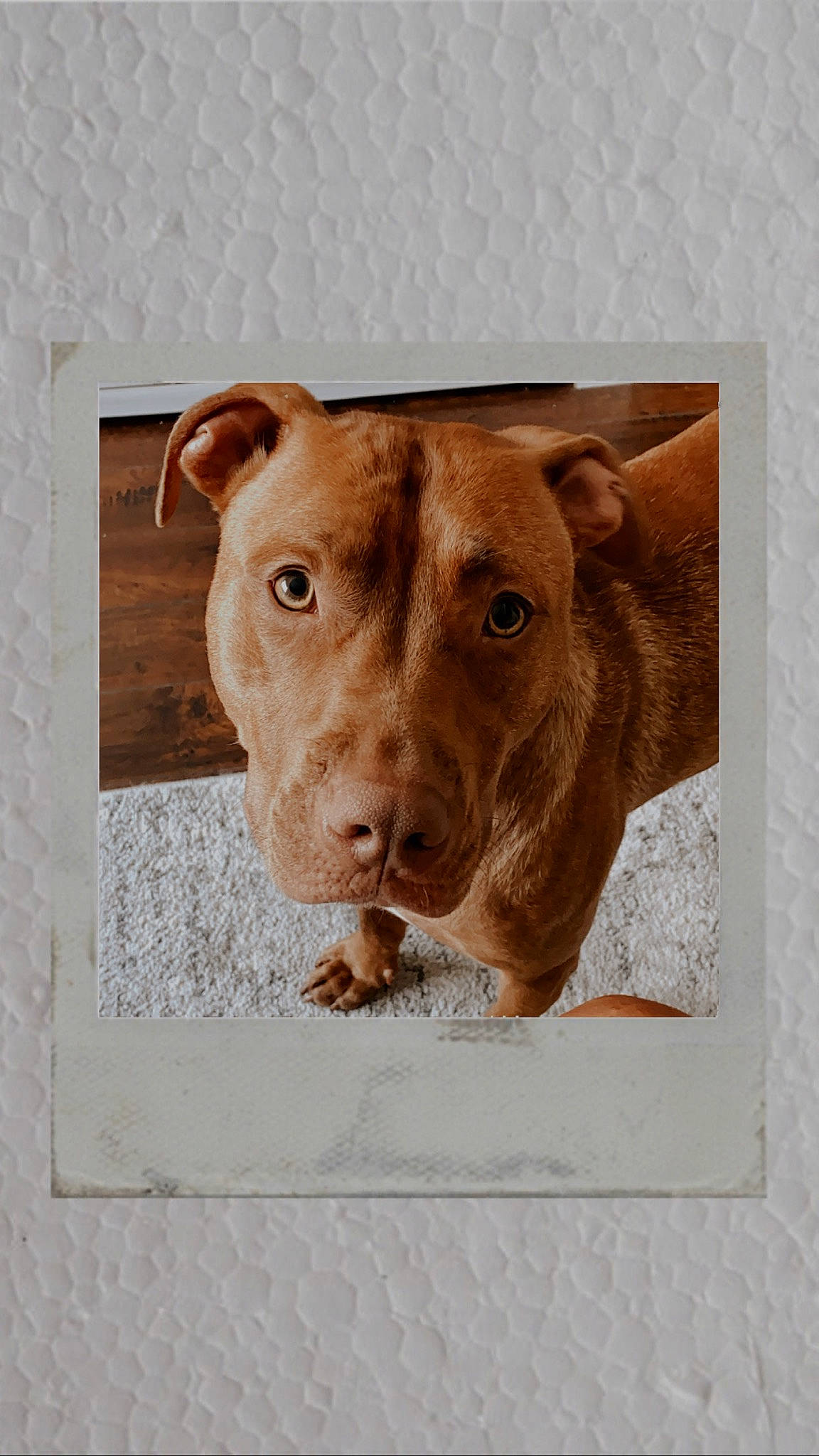 Cairo is registered to the contest to win money with this photo: beige, brown, canidae, carnivore, companion_dog, dog, dog_breed, fawn, liver, non_sporting_group, pet_supply, rectangle, snout, sporting_group, tan, terrestrial_animal, whiskers, working_animal, working_dog