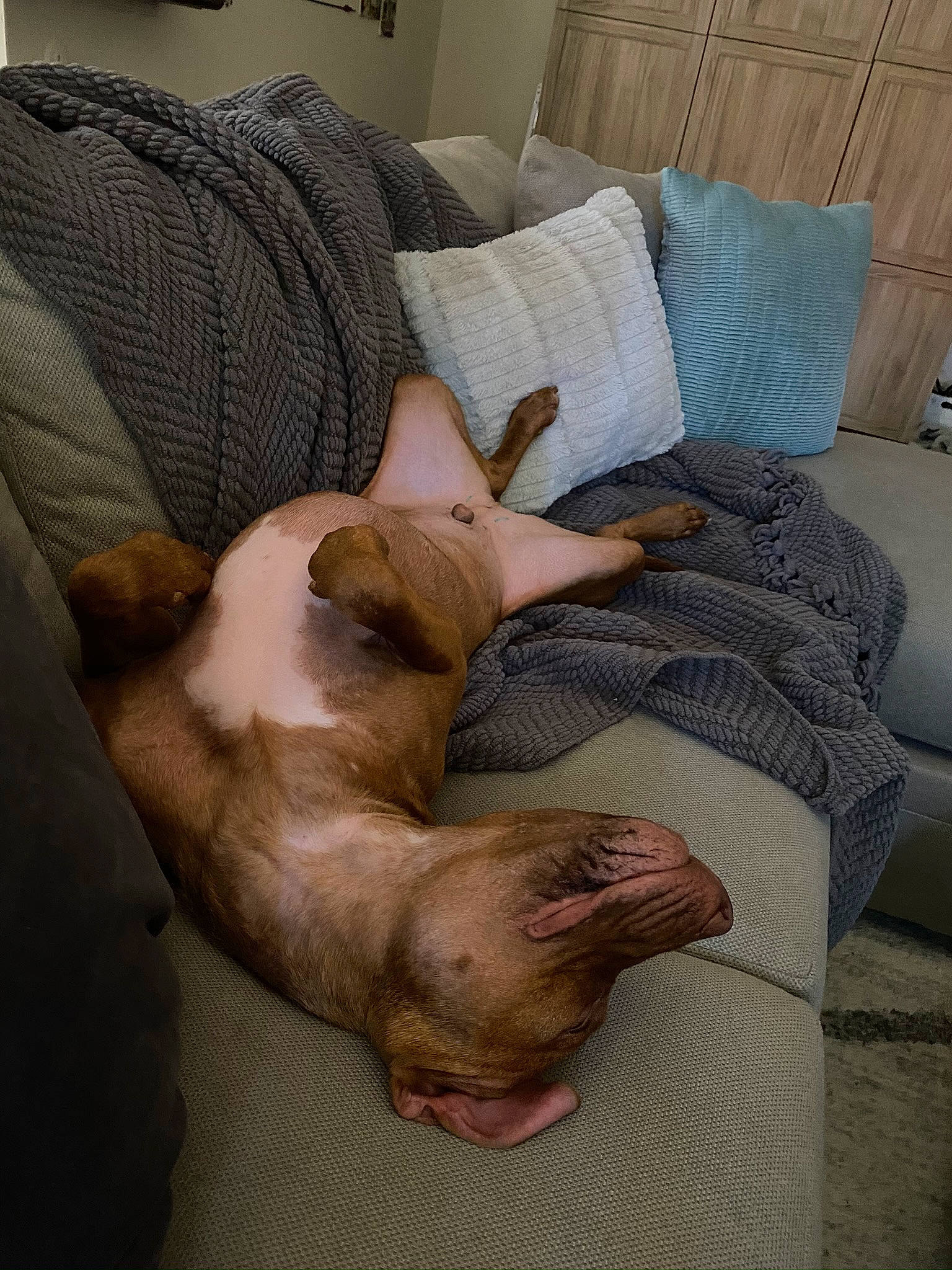 Cairo joined the competition — help win amazing prizes! bed, bed_sheet, bedding, bedroom, carnivore, comfort, cushion, dog, dog_breed, fawn, grey, home, home_accessories, interior_design, linens, pillow, room, skin, snout, terrestrial_animal