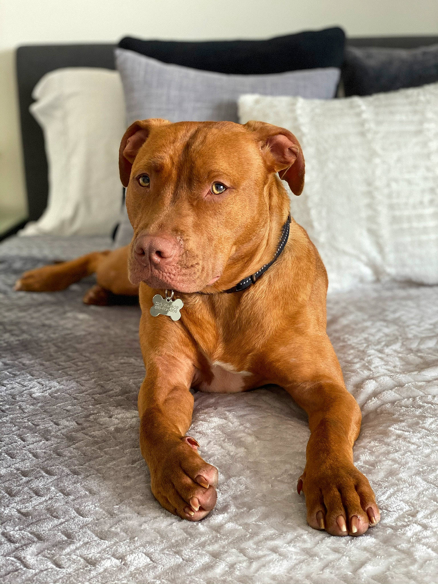 Cairo joined the competition — help win amazing prizes! brown, canidae, carnivore, collar, comfort, companion_dog, couch, dog, dog_breed, dog_supply, fawn, liver, mammal, pet_supply, skin, snout, sporting_group, tan, whiskers, working_animal