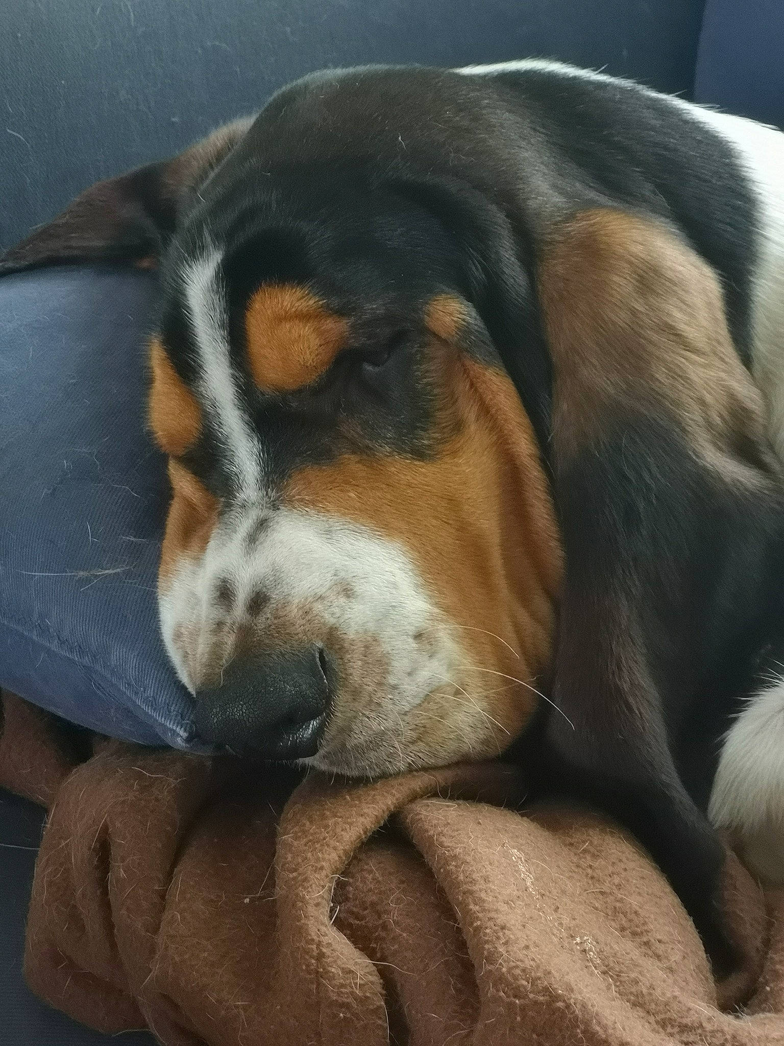 Raoul participe au concours pour gagner de l'argent avec cette photo : beaglier, bored, canidae, carnivore, comfort, companion_dog, dog, dog_breed, hound, hunting_dog, scent_hound, snout, sporting_group, terrestrial_animal, whiskers, working_dog