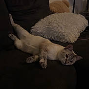 Tyga a rejoint le concours — aidez-le/la à gagner de superbes lots ! cat, couch, indoor, relaxed, stretching, pillow, furniture, pet, animal, cozy, resting, home, feline, dark, living_room, cute, sleepy, mammal, domestic, laid_back