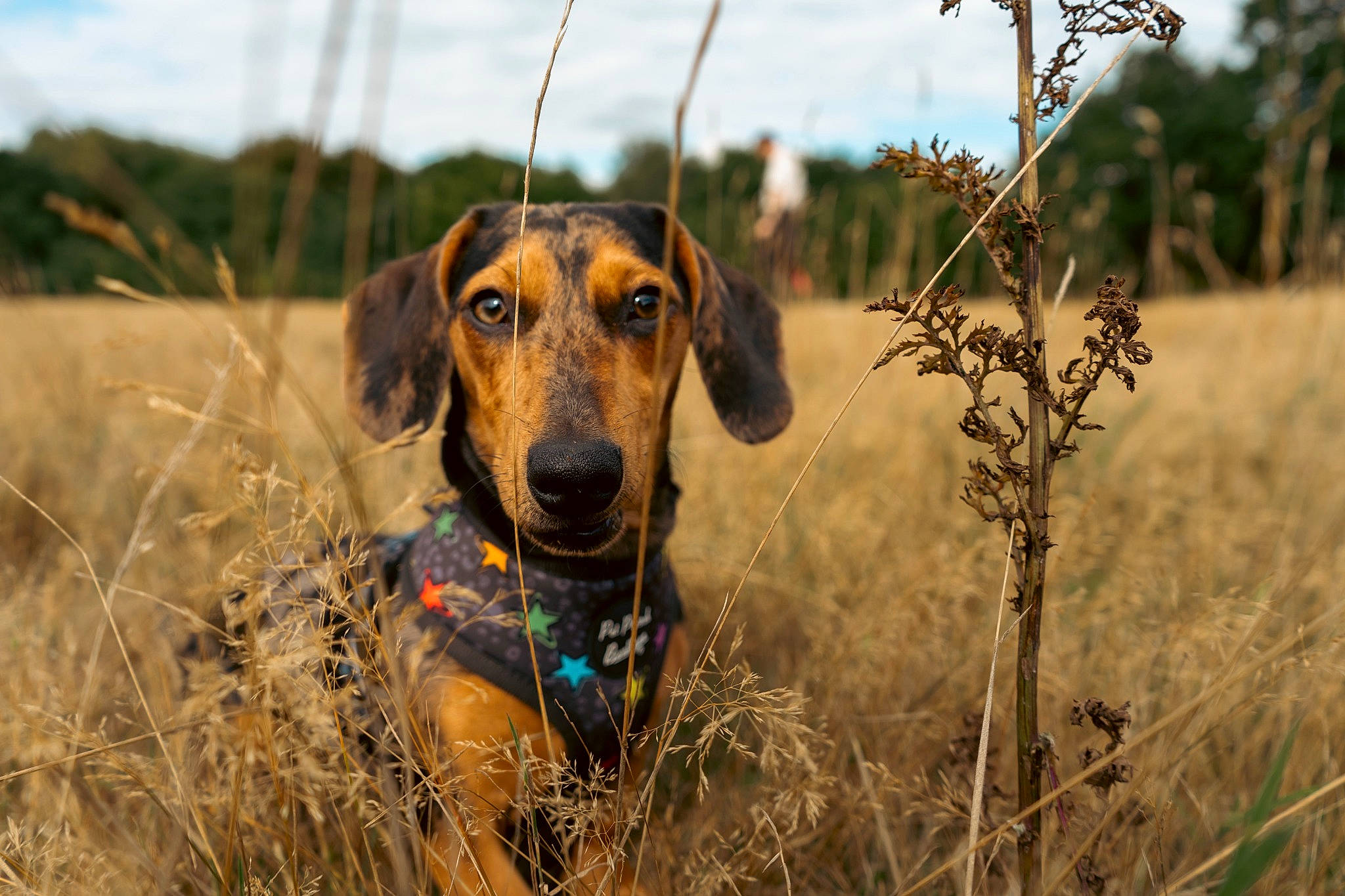 Luna joined the competition — help win amazing prizes! canidae, carnivore, collar, companion_dog, dog, dog_breed, fawn, field, grass, grassland, happy, hound, landscape, plant, prairie, sky, snout, sporting_group, tree, working_animal