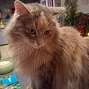 Ukraine participe au concours pour gagner de l'argent avec cette photo : cat, fluffy, long_hair, indoor, kitchen, pet, feline, animal, whiskers, table, domestic, close_up, fur, houseplant, candle, background, curiosity, portrait, mammal, cute