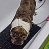 Priam a rejoint le concours — aidez-le/la à gagner de superbes lots ! animal, bath_faucet, bathroom, bathtub, brindle, canine, cute, dog, drain, expression, floor, heterochromia, indoor, looking_up, mat, pet, plumbing, tile, towel, wrapped_towel