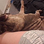 Priam a rejoint le concours — aidez-le/la à gagner de superbes lots ! animal, blanket, brindle, brown, casual, comfort, companion, couch, cozy, dog, domestic, furniture, human_leg, indoor, leg, nap, pet, relaxed, resting, sleeping