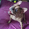 Priam a rejoint le concours — aidez-le/la à gagner de superbes lots ! blanket, blue_eyes, brindle, cardboard_box, cozy, dog, ears, floor, french_bulldog, happy, home, indoor, looking_up, mouth_open, paw, pet, purple_cushion, smiling, tennis_ball, toy