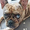 dog, french_bulldog, brindle, heterochromia, blue_eye, brown_eye, pet, canine, animal, close_up, lying_down, face, ears, nose, fur, domestic_animal, indoor, expression, portrait, grey_background