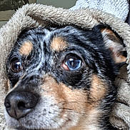 Ryder participe au concours pour gagner de l'argent avec cette photo : animal, blanket, comfort, cozy, dog, ears, face_partial, fur, hair, indoor, looking_away, motorcycle_picture, person_partial, pet, portrait, room, snout, soft_texture, wall_art, wrapped