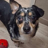 Ryder participe au concours pour gagner de l'argent avec cette photo : animal, black_dog, canine, companion, curious, dog, domestic, doorway, ears_up, floor, home, indoor, looking_up, pet, red_sock, small_dog, speckled_coat, standing, tan_markings, wood_floor