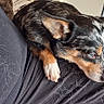 Ryder participe au concours pour gagner de l'argent avec cette photo : animal, black_clothing, black_dog, calm, curtain, dog, domestic, ears_up, house, indoor, lap, looking_away, patterned_curtain, pet, pet_hair, resting, small_dog, tan_markings, white_paw, wooden_floor