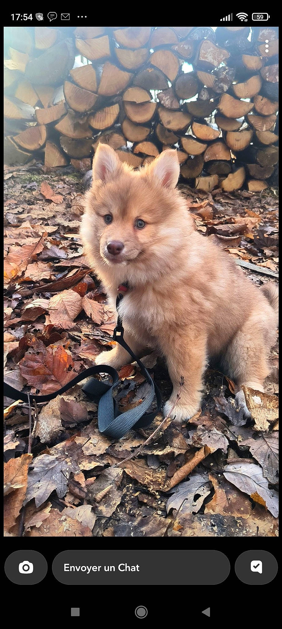 Siska a rejoint le concours — aidez-le/la à gagner de superbes lots ! ancient_dog_breeds, canidae, canis, carnivore, dog, dog_breed, fawn, fox, fur, snout, soil, tail, terrestrial_animal, water, whiskers, wildlife, wolf