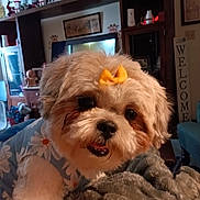 Tillie is registered to the contest to win money with this photo: dog, pet, bow, fluffy, indoor, blanket, living_room, decorations, furniture, welcome_sign, cute, portrait, animal, canine, fur, home, cozy, smiling, clothing, yellow_bow