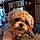 Tillie