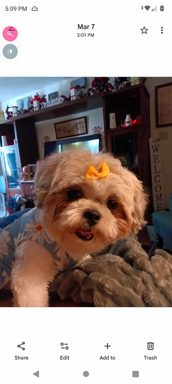 Tillie is registered to the contest to win money with this photo: dog, pet, bow, fluffy, indoor, blanket, living_room, decorations, furniture, welcome_sign, cute, portrait, animal, canine, fur, home, cozy, smiling, clothing, yellow_bow