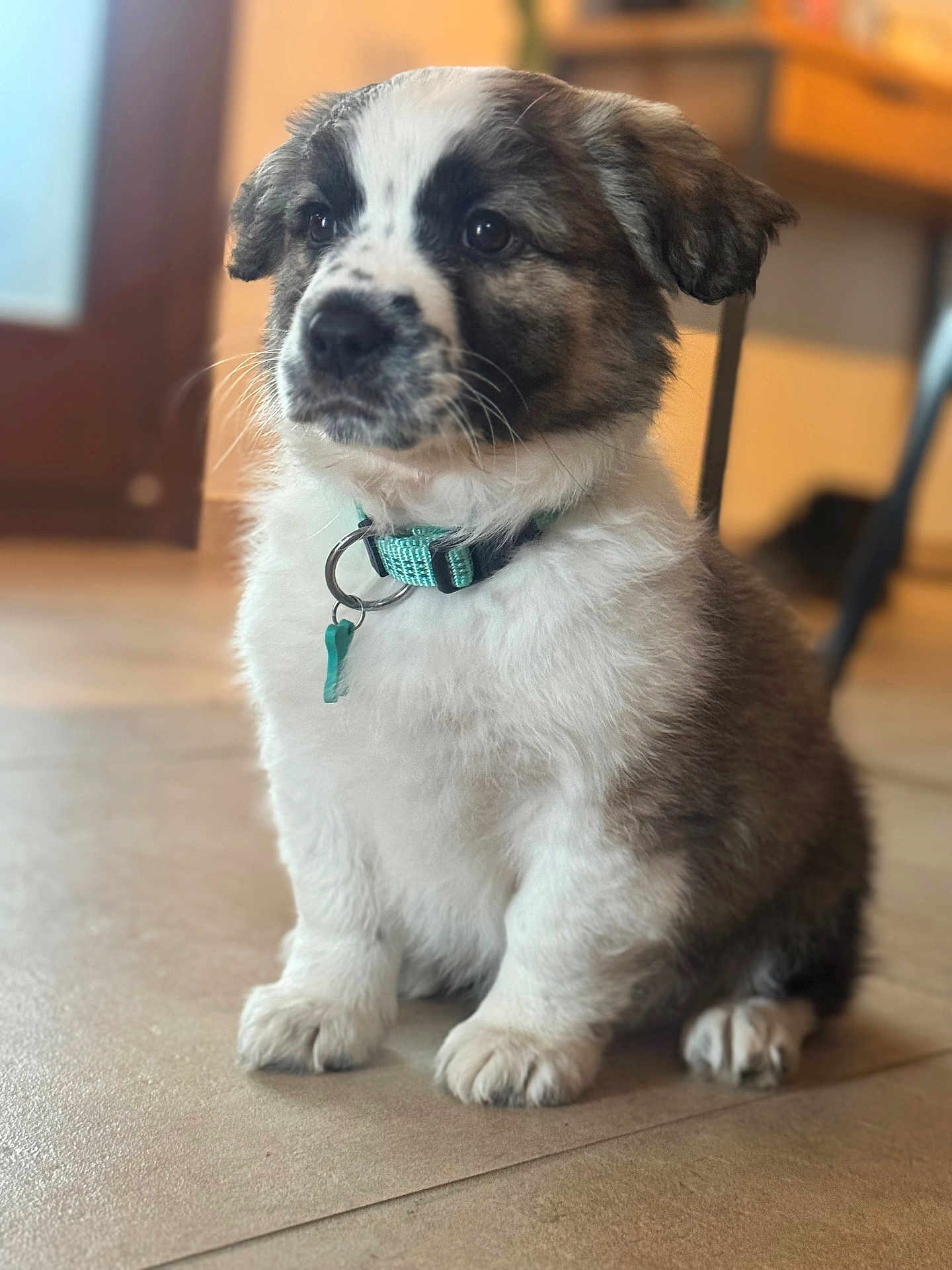 Bonnie a rejoint le concours — aidez-le/la à gagner de superbes lots ! puppy, dog, indoor, floor, collar, pet, animal, cute, fluffy, sitting, young, domestic, canine, fur, tag, brown, white, ears, portrait, closeup