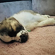 Bonnie participe au concours pour gagner de l'argent avec cette photo : puppy, dog, sleeping, resting, blanket, pink, soft, cozy, fur, cute, pet, indoor, couch, relaxing, animal, snout, paw, companion, domestic, young