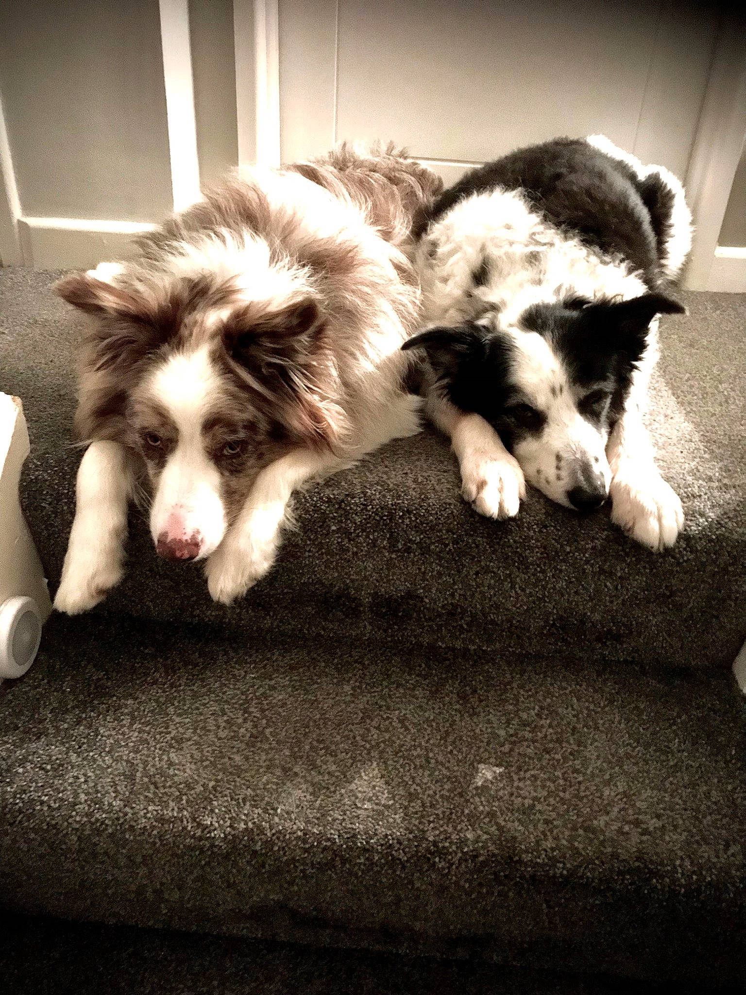 Buster And Kai is registered to the contest to win money with this photo: bored, canidae, carnivore, comfort, companion_dog, dog, dog_breed, felidae, flooring, foot, fur, paw, small_to_medium_sized_cats, snout, sporting_group, tail, tints_and_shades, toy_dog, whiskers, working_animal