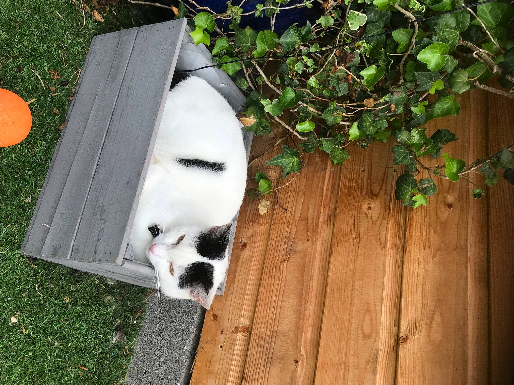 Bell joined the competition — help win amazing prizes! ball, canidae, carnivore, companion_dog, dog_breed, door, fawn, felidae, flooring, football, fur, grass, hardwood, plant, small_to_medium_sized_cats, snout, sporting_group, tail, whiskers, wood